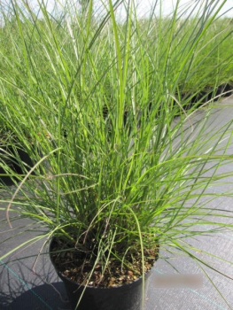 Miscanthus sinensis Yaku Jima 1